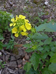 Rhamphospermum arvense