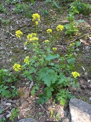 Rhamphospermum arvense