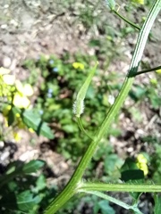 Rhamphospermum arvense