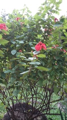 Mussaenda erythrophylla