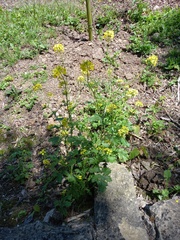 Rhamphospermum arvense