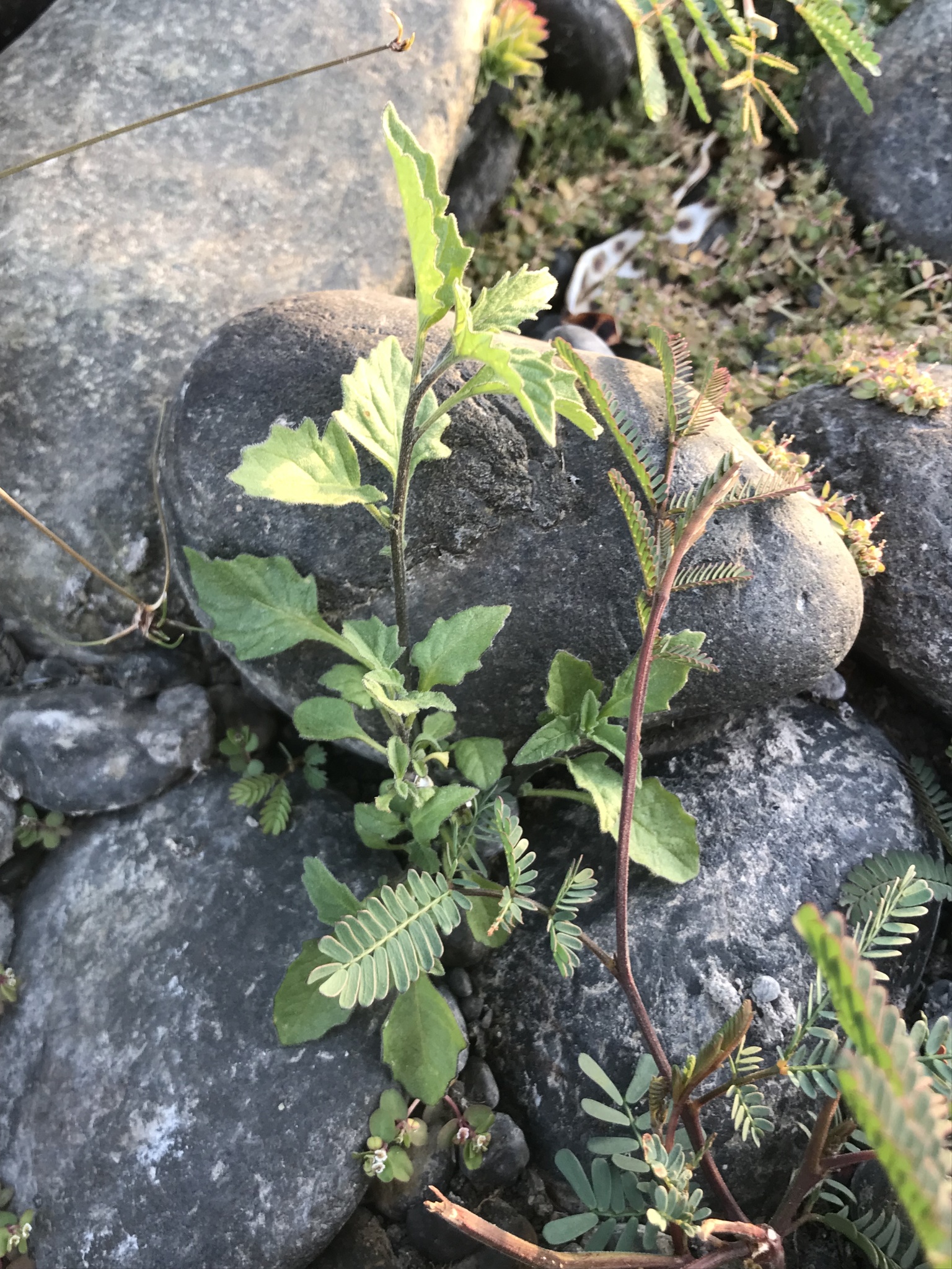 Imagem de Solanum sanfurgoi não possui um nome popular amplamente reconhecido no Brasil