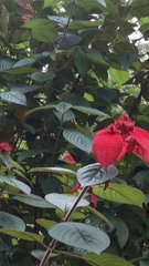 Mussaenda erythrophylla