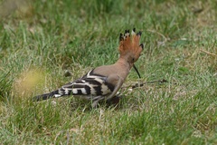 Upupa epops
