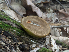 Boletellus chrysenteroides