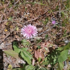 Crepis rubra