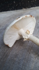 Amanita aestivalis