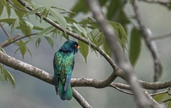 Chrysococcyx maculatus