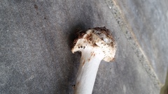 Amanita aestivalis