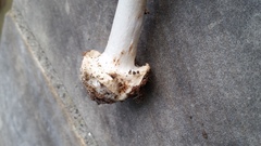 Amanita aestivalis