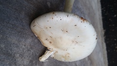 Amanita aestivalis