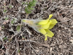 Pulsatilla albana