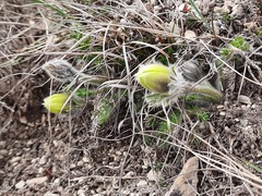Pulsatilla albana