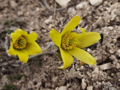 Pulsatilla albana