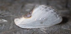 Cilix hispanica
