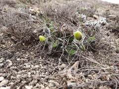 Pulsatilla albana