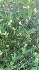 Vicia hybrida
