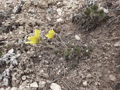 Pulsatilla albana