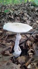Amanita suballiacea