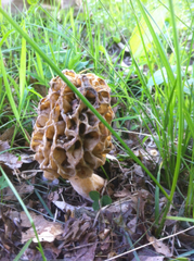 Morchella