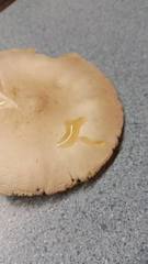Amanita suballiacea