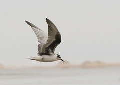 Chlidonias leucopterus