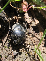 Scarabaeus laticollis