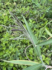 Paspalum paniculatum