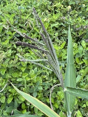 Paspalum paniculatum