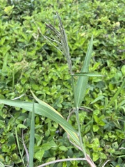 Paspalum paniculatum