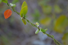 Metastelma schlechtendalii