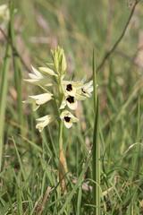 Eulophia welwitschii