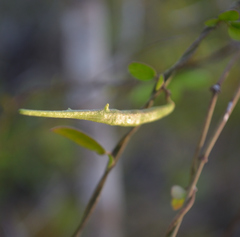 Metastelma schlechtendalii