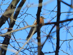 Turdus migratorius image