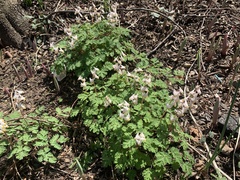 Dicentra cucullaria