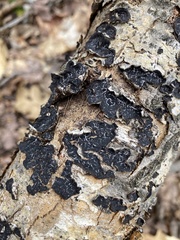 Lopadostomataceae