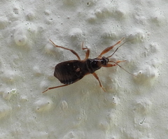 Alloeorhynchus flavipes