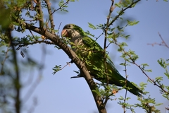 Myiopsitta monachus