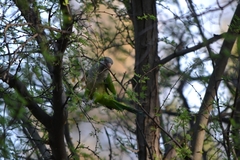 Myiopsitta monachus