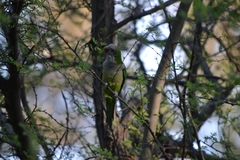 Myiopsitta monachus
