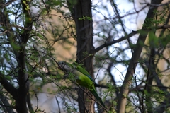 Myiopsitta monachus