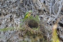 Myiopsitta monachus