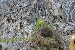 Myiopsitta monachus