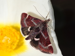 Pyrausta acontialis