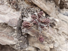 Petrosedum subulatum