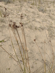 Androtrichum trigynum