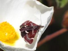 Pyrausta acontialis