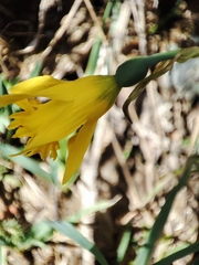 Narcissus minor asturiensis