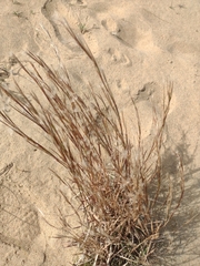 Andropogon arenarius