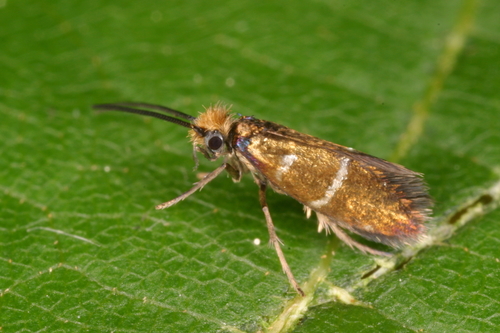 White-barred Gold